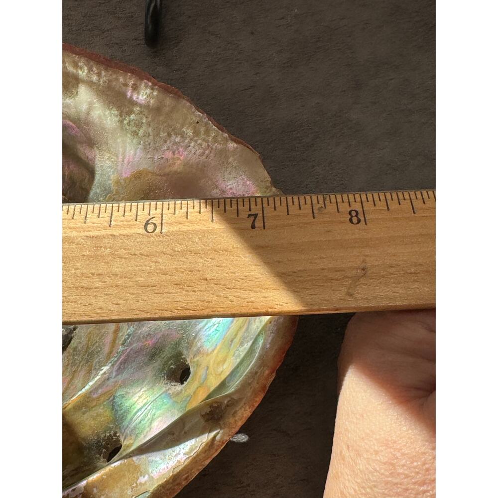 Abalone Mother of Pearl Shell 7x6x2 - Picture 7 of 9